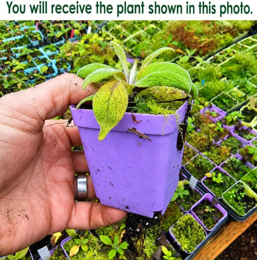Set of 2 Purple Foxglove Live Plants - Hardy Perennial Flowers, 2-4" Tall, 3" Pot - Image 2