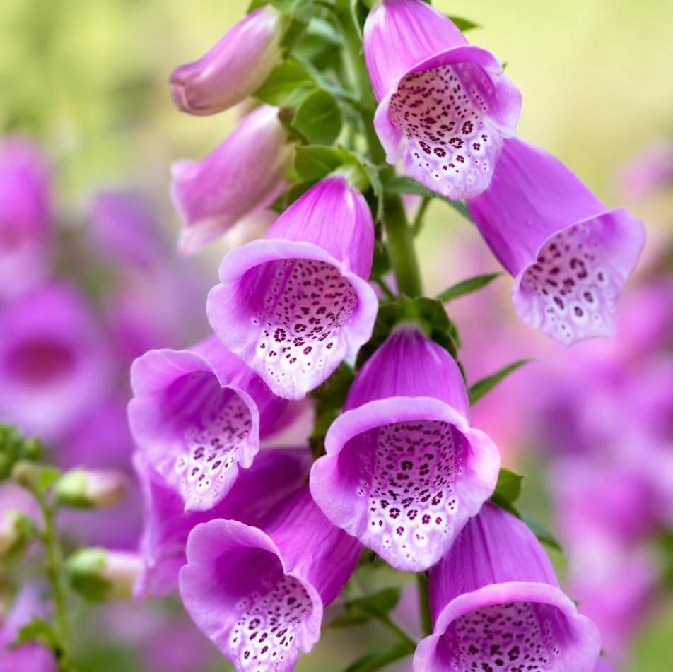 Set of 2 Purple Foxglove Live Plants - Hardy Perennial Flowers, 2-4" Tall, 3" Pot - Image 3