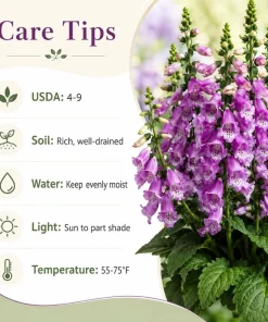 Set of 2 Purple Foxglove Live Plants - Hardy Perennial Flowers, 2-4