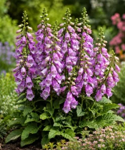 Set of 2 Purple Foxglove Live Plants - Hardy Perennial Flowers, 2-4
