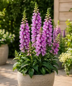Set of 2 Purple Foxglove Live Plants - Hardy Perennial Flowers, 2-4