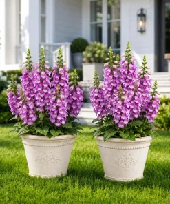 Set of 2 Purple Foxglove Live Plants - Hardy Perennial Flowers, 2-4" Tall, 3" Pot - Image 1