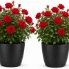 Set of 2 Red Climbing Rose Live Plants - Fragrant Perennial Flowers for Garden, 2-4 Inch Tall - Image 1