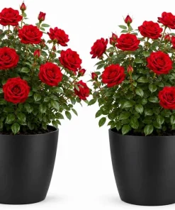 Set of 2 Red Climbing Rose Live Plants - Fragrant Perennial Flowers for Garden, 2-4 Inch Tall - Image 1