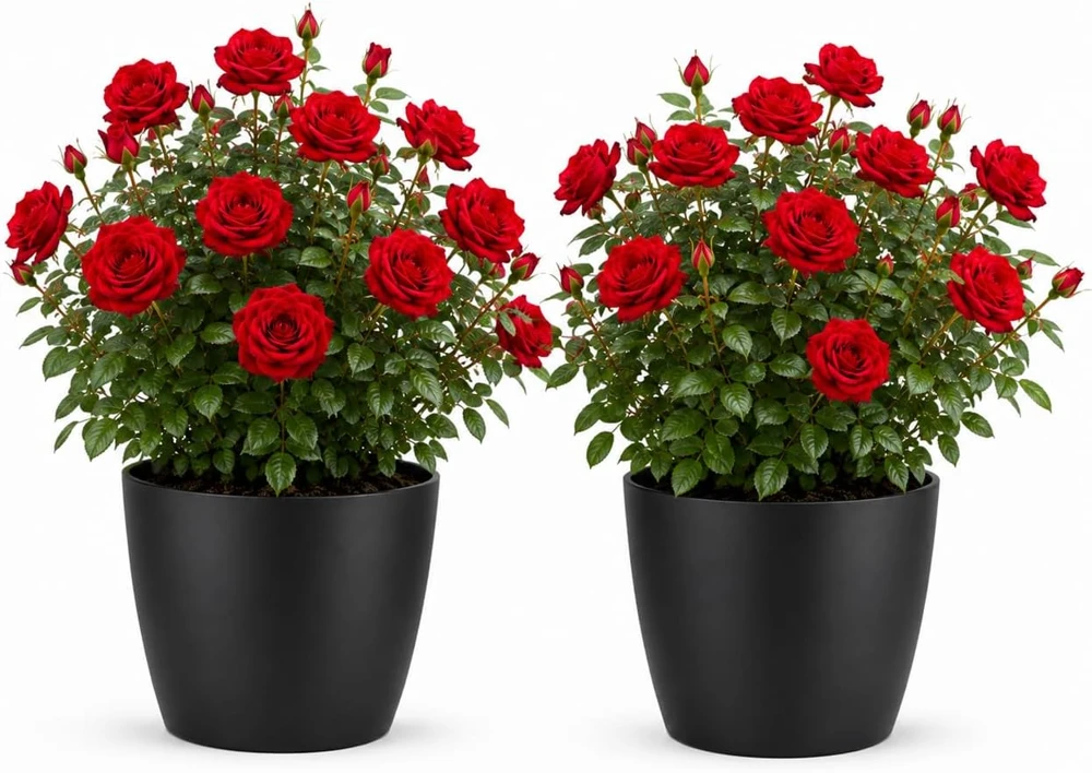 Set of 2 Red Climbing Rose Live Plants - Fragrant Perennial Flowers for Garden, 2-4 Inch Tall - Image 1