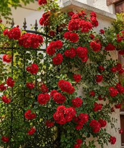 Set of 2 Red Climbing Rose Live Plants - Fragrant Perennial Flowers for Garden, 2-4 Inch Tall - Image 7