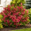 Set of 2 Red Weigela Live Plants, Flowering Shrub, 6-12 Inch Tall, Quart Pot, Outdoor - Image 1