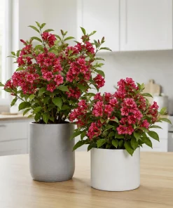 Set of 2 Red Weigela Live Plants, Flowering Shrub, 6-12 Inch Tall, Quart Pot, Outdoor - Image 6