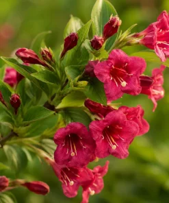 Set of 2 Red Weigela Live Plants, Flowering Shrub, 6-12 Inch Tall, Quart Pot, Outdoor - Image 8
