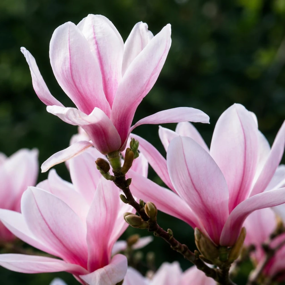 Set of 2 Saucer Magnolia Live Plants, 5-10 Inch Tall, 2.5 Inch Pot, Fragrant Flowers - Image 3