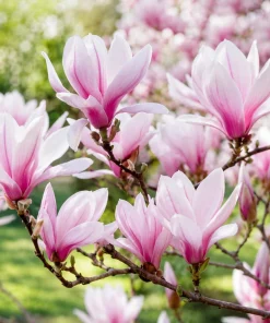 Set of 2 Saucer Magnolia Live Plants, 5-10 Inch Tall, 2.5 Inch Pot, Fragrant Flowers - Image 4