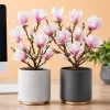 Set of 2 Saucer Magnolia Live Plants, 5-10 Inch Tall, 2.5 Inch Pot, Fragrant Flowers - Image 1
