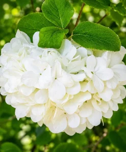Set of 2 Snowball Viburnum Live Plant, White Flowering Bush, 2.5 Inch Pot, 6-10 Inch Tall - Image 3