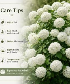 Set of 2 Snowball Viburnum Live Plant, White Flowering Bush, 2.5 Inch Pot, 6-10 Inch Tall - Image 4
