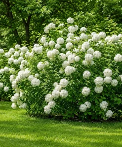 Set of 2 Snowball Viburnum Live Plant, White Flowering Bush, 2.5 Inch Pot, 6-10 Inch Tall - Image 6