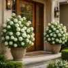 Set of 2 Snowball Viburnum Live Plant, White Flowering Bush, 2.5 Inch Pot, 6-10 Inch Tall - Image 1