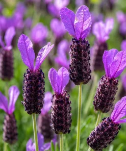 Set of 2 Spanish Lavender Live Plants – Fragrant Perennial Flower – 2-4 Inch Tall – Indoor/Outdoor - Image 3