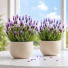 Set of 2 Spanish Lavender Live Plants – Fragrant Perennial Flower – 2-4 Inch Tall – Indoor/Outdoor - Image 1