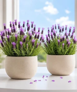 Set of 2 Spanish Lavender Live Plants – Fragrant Perennial Flower – 2-4 Inch Tall – Indoor/Outdoor - Image 1
