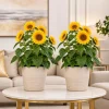 Set of 2 Sunflower Live Plants, Young Seedlings, Yellow Blooms, 2-5 Inch Tall - Image 1