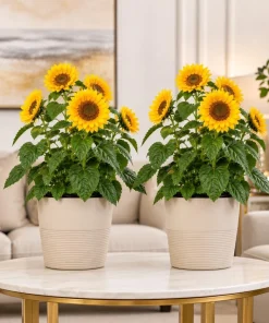 Set of 2 Sunflower Live Plants, Young Seedlings, Yellow Blooms, 2-5 Inch Tall - Image 1