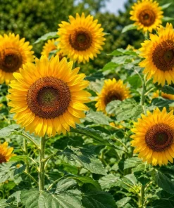 Set of 2 Sunflower Live Plants, Young Seedlings, Yellow Blooms, 2-5 Inch Tall - Image 5