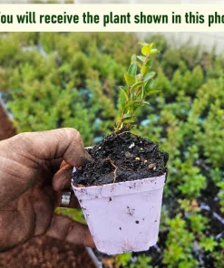 Set of 2 Sweet Black Huckleberry Live Plants, 3-5 Inch Tall, 3 Inch Pot, Outdoor - Image 2