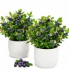 Set of 2 Sweet Black Huckleberry Live Plants, 3-5 Inch Tall, 3 Inch Pot, Outdoor - Image 1