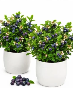 Set of 2 Sweet Black Huckleberry Live Plants, 3-5 Inch Tall, 3 Inch Pot, Outdoor - Image 1