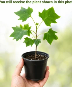 Set of 2 Tulip Poplar Live Plant Seedlings, 6-12 Inch Tall, Quart Pot, Outdoor - Image 2