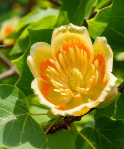 Set of 2 Tulip Poplar Live Plant Seedlings, 6-12 Inch Tall, Quart Pot, Outdoor - Image 3