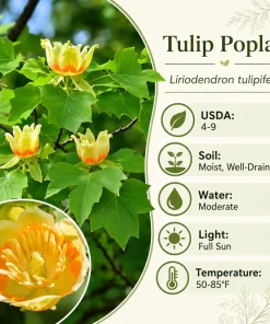 Set of 2 Tulip Poplar Live Plant Seedlings, 6-12 Inch Tall, Quart Pot, Outdoor - Image 4