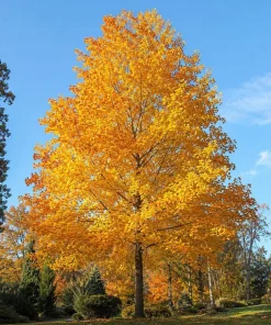 Set of 2 Tulip Poplar Live Plant Seedlings, 6-12 Inch Tall, Quart Pot, Outdoor - Image 7