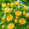 Set of 2 Tulip Poplar Live Plant Seedlings, 6-12 Inch Tall, Quart Pot, Outdoor - Image 1