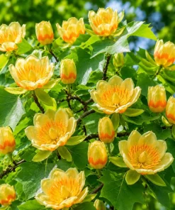 Set of 2 Tulip Poplar Live Plant Seedlings, 6-12 Inch Tall, Quart Pot, Outdoor - Image 1