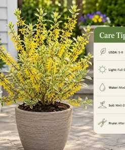 Set of 2 Variegated Forsythia Live Plants – Yellow Spring Flowers – 2.5 Inch Pot - Image 4
