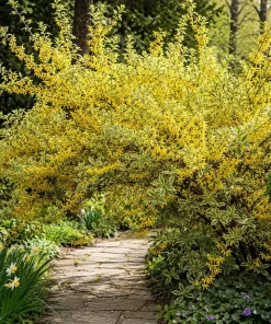 Set of 2 Variegated Forsythia Live Plants – Yellow Spring Flowers – 2.5 Inch Pot - Image 6