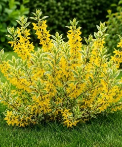 Set of 2 Variegated Forsythia Live Plants – Yellow Spring Flowers – 2.5 Inch Pot - Image 7