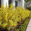 Set of 2 Variegated Forsythia Live Plants – Yellow Spring Flowers – 2.5 Inch Pot - Image 1