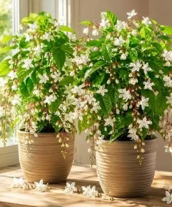 Set of 2 White Clerodendrum Wallichii Live Plants, Tropical Shrub, 4-6 Inch Tall, Indoor/Outdoor - Image 2