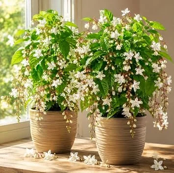Set of 2 White Clerodendrum Wallichii Live Plants, Tropical Shrub, 4-6 Inch Tall, Indoor/Outdoor - Image 1