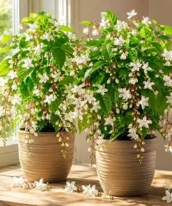 Set of 2 White Clerodendrum Wallichii Live Plants, Tropical Shrub, 4-6 Inch Tall, Indoor/Outdoor - Image 5