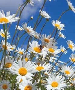 Set of 2 White Daisy Live Plants – Perennial Flowers for Pollinators – Outdoor - Image 2