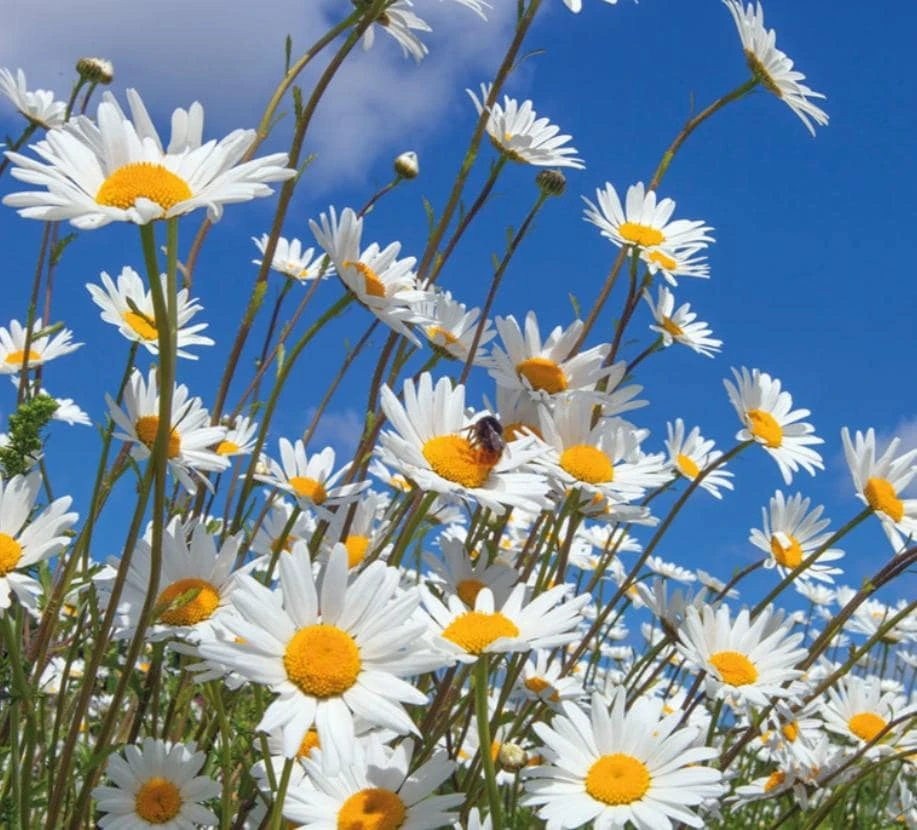 Set of 2 White Daisy Live Plants – Perennial Flowers for Pollinators – Outdoor - Image 2
