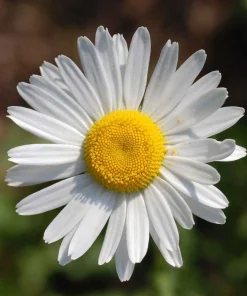 Set of 2 White Daisy Live Plants – Perennial Flowers for Pollinators – Outdoor - Image 3