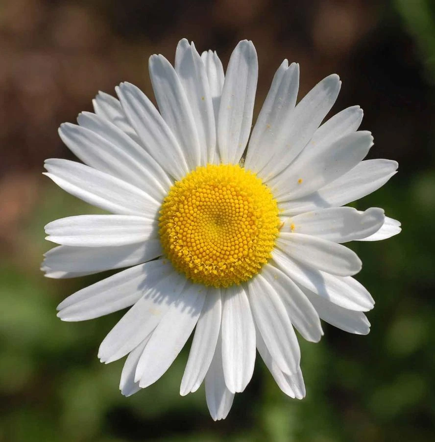 Set of 2 White Daisy Live Plants – Perennial Flowers for Pollinators – Outdoor - Image 3