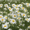 Set of 2 White Daisy Live Plants – Perennial Flowers for Pollinators – Outdoor - Image 1