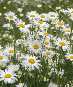Set of 2 White Daisy Live Plants – Perennial Flowers for Pollinators – Outdoor - Image 1