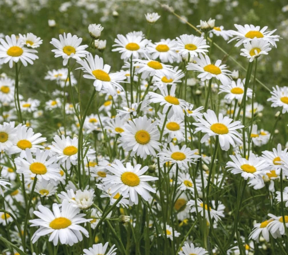 Set of 2 White Daisy Live Plants – Perennial Flowers for Pollinators – Outdoor - Image 1