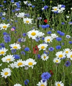 Set of 2 White Daisy Live Plants – Perennial Flowers for Pollinators – Outdoor - Image 4